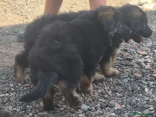 German Shepherd dogs German shepard puppies for sale - Advert 13