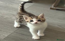 Mixed Breed cats for sale: TABBY/TORTOISESHELL/WHITE KITTENS X5 - Image 1