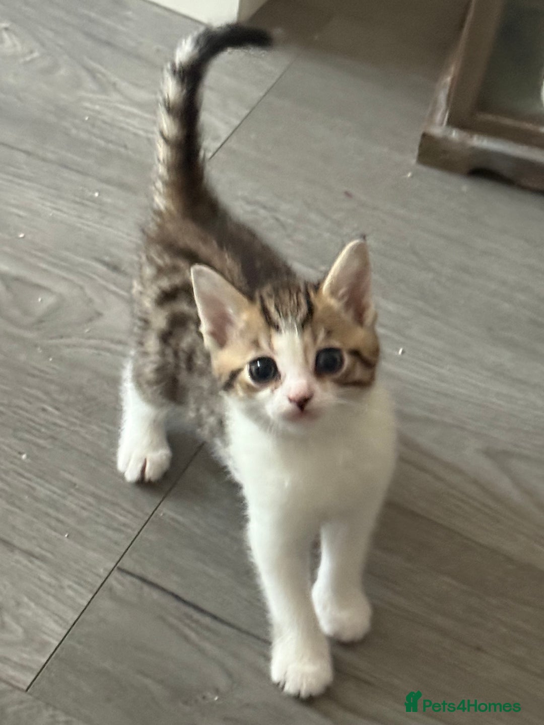Mixed Breed cats for sale: TABBY/TORTOISESHELL/WHITE KITTENS X5 - Image 1