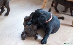 Labrador Retriever dogs for sale: Adorable Labrador Retriever Puppies  🐶💛 - Image 9