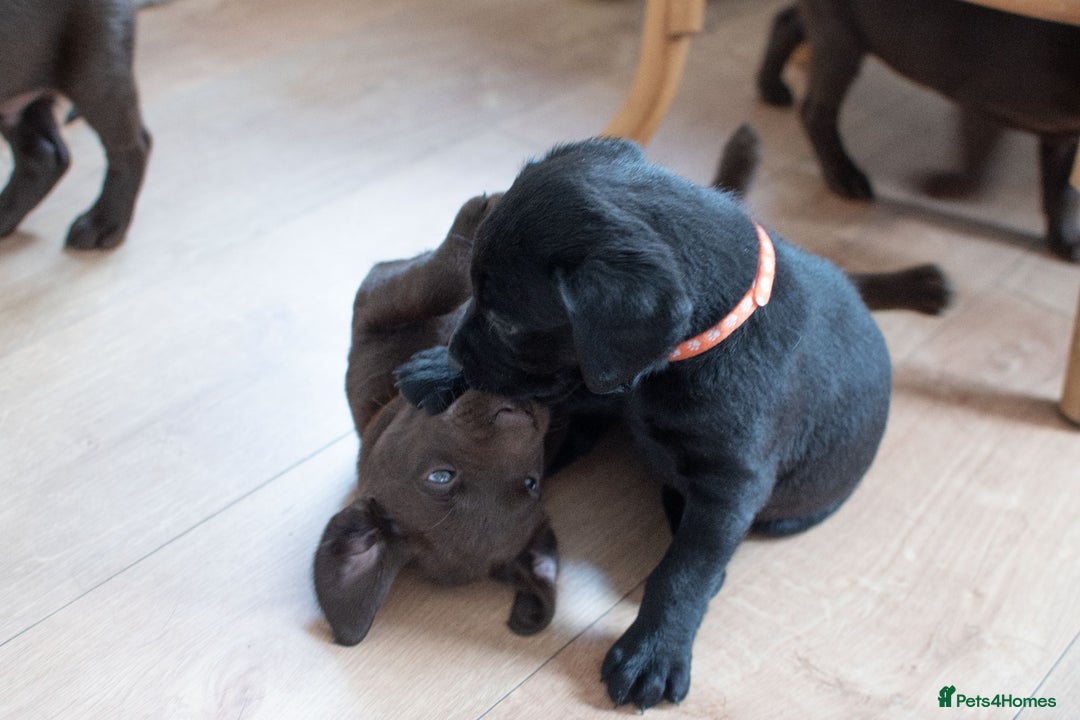 Labrador Retriever dogs for sale: Adorable Labrador Retriever Puppies  🐶💛 - Image 9