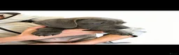Cane Corso dogs for sale: 10 stunning purebred cane corso puppies  - Advert 6