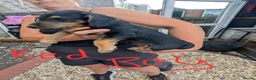 Mixed Breed dogs for sale: Bedllington/Lakeland  in Swansea - Advert 13