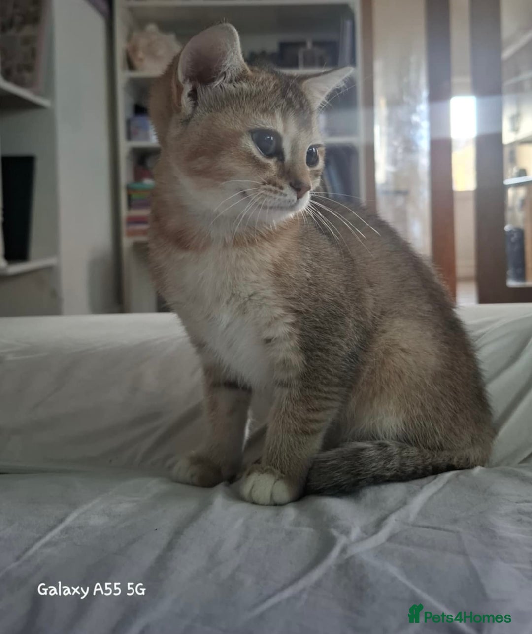 British Shorthair cats for sale: British short hair gold  - Advert 2