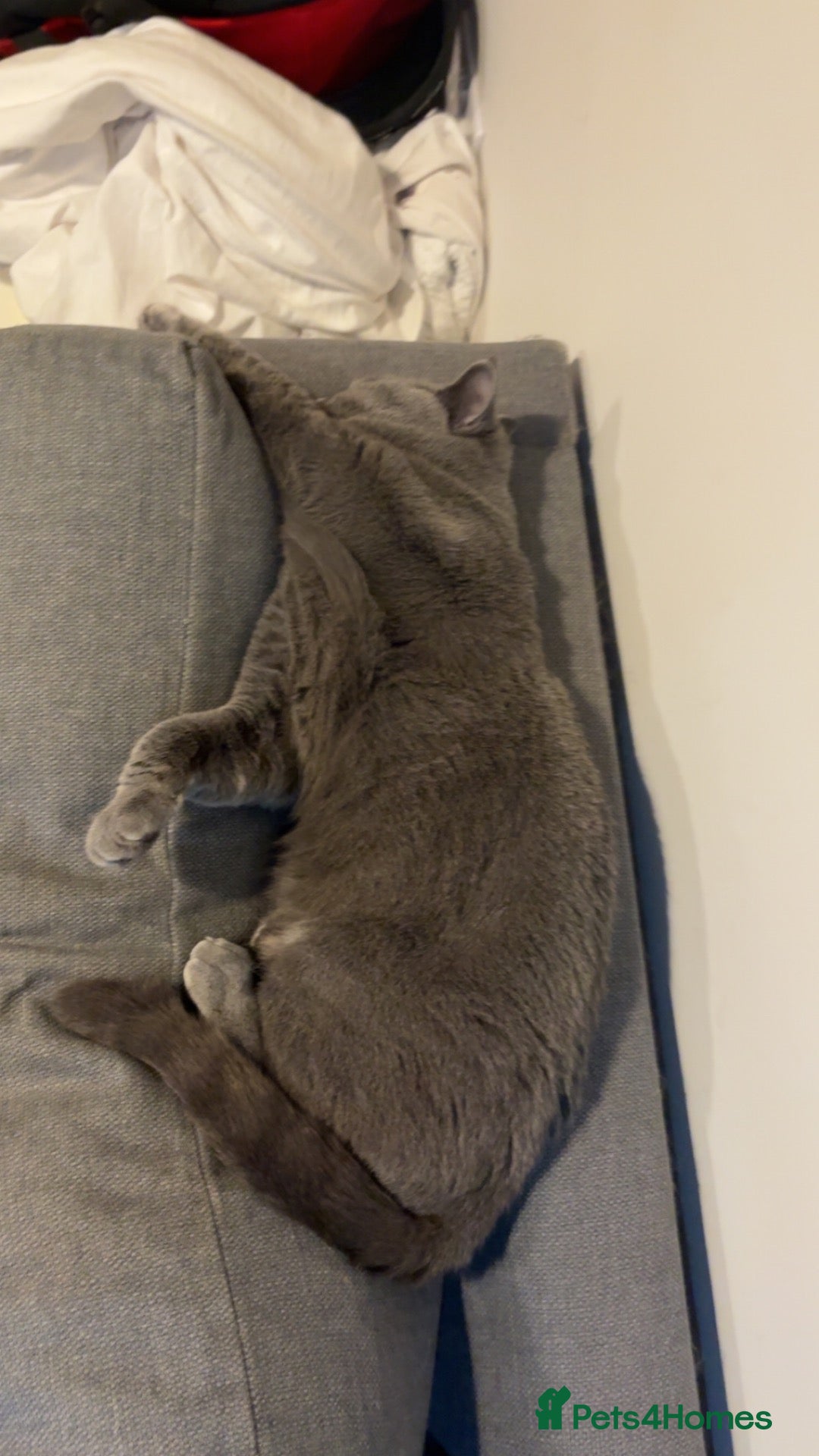 British Shorthair cats Colombo - Advert 2