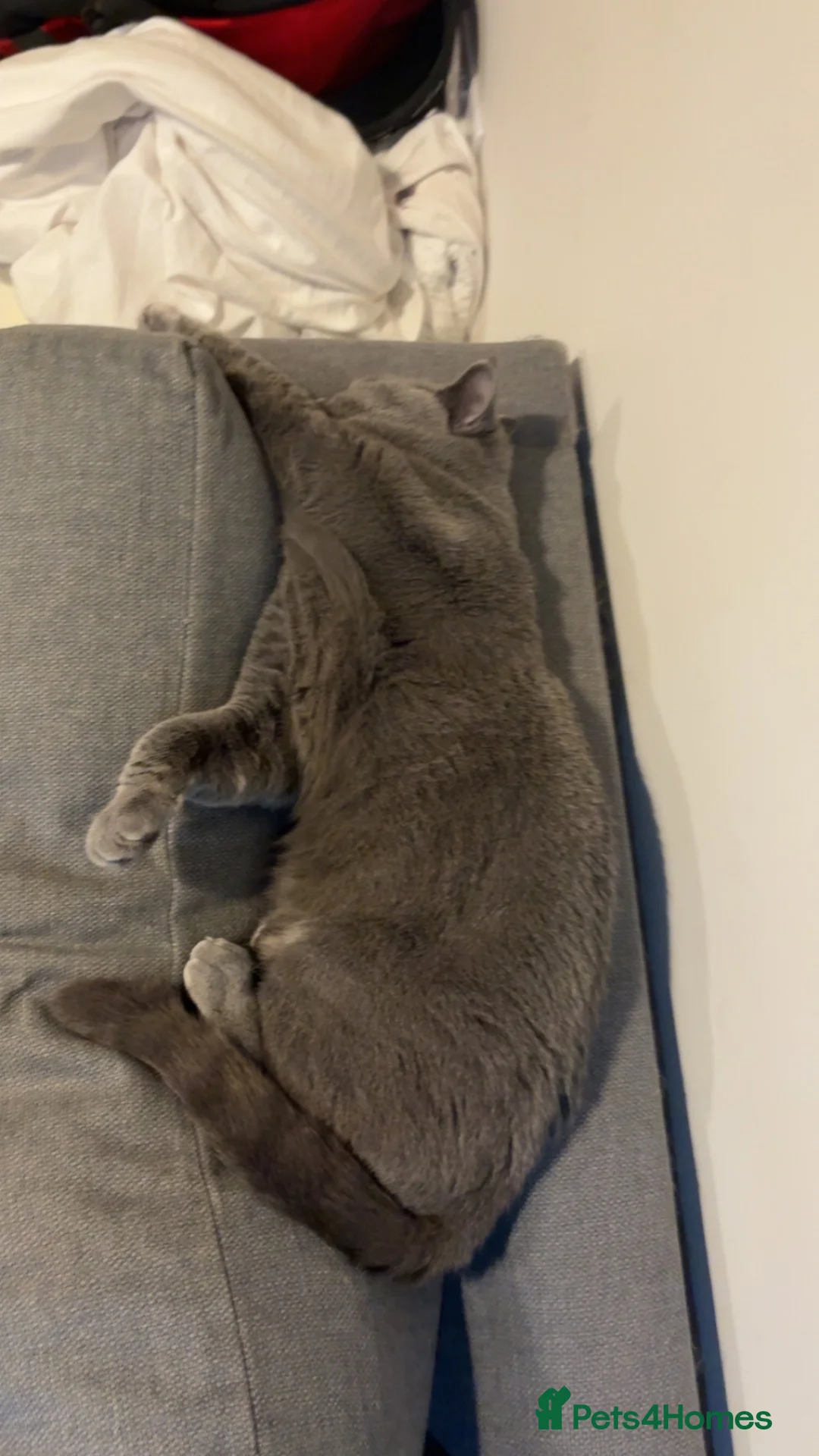 British Shorthair cats for sale: Colombo in London - Advert 1