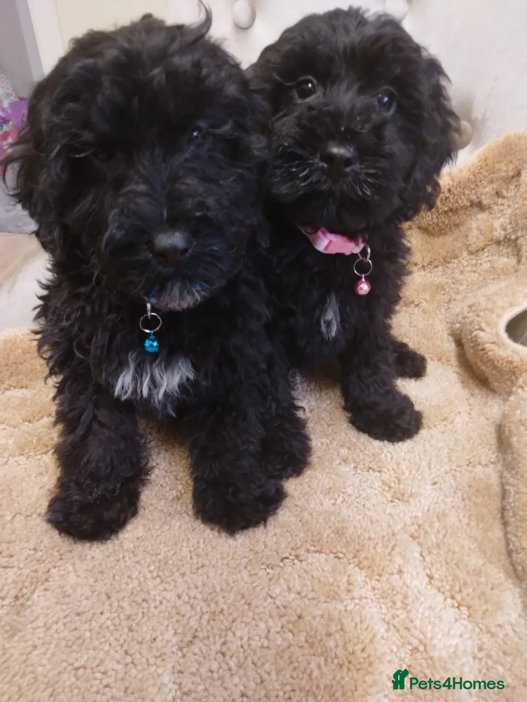 Cockapoo dogs for sale: Cockapoo - Advert 5