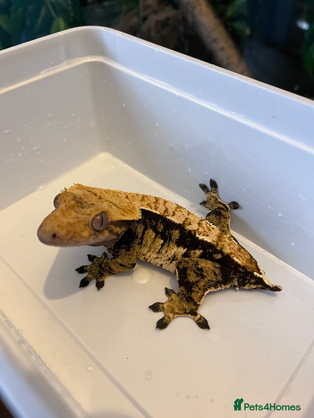 Gecko reptiles for sale: Crested geckos for sale  - Advert 3