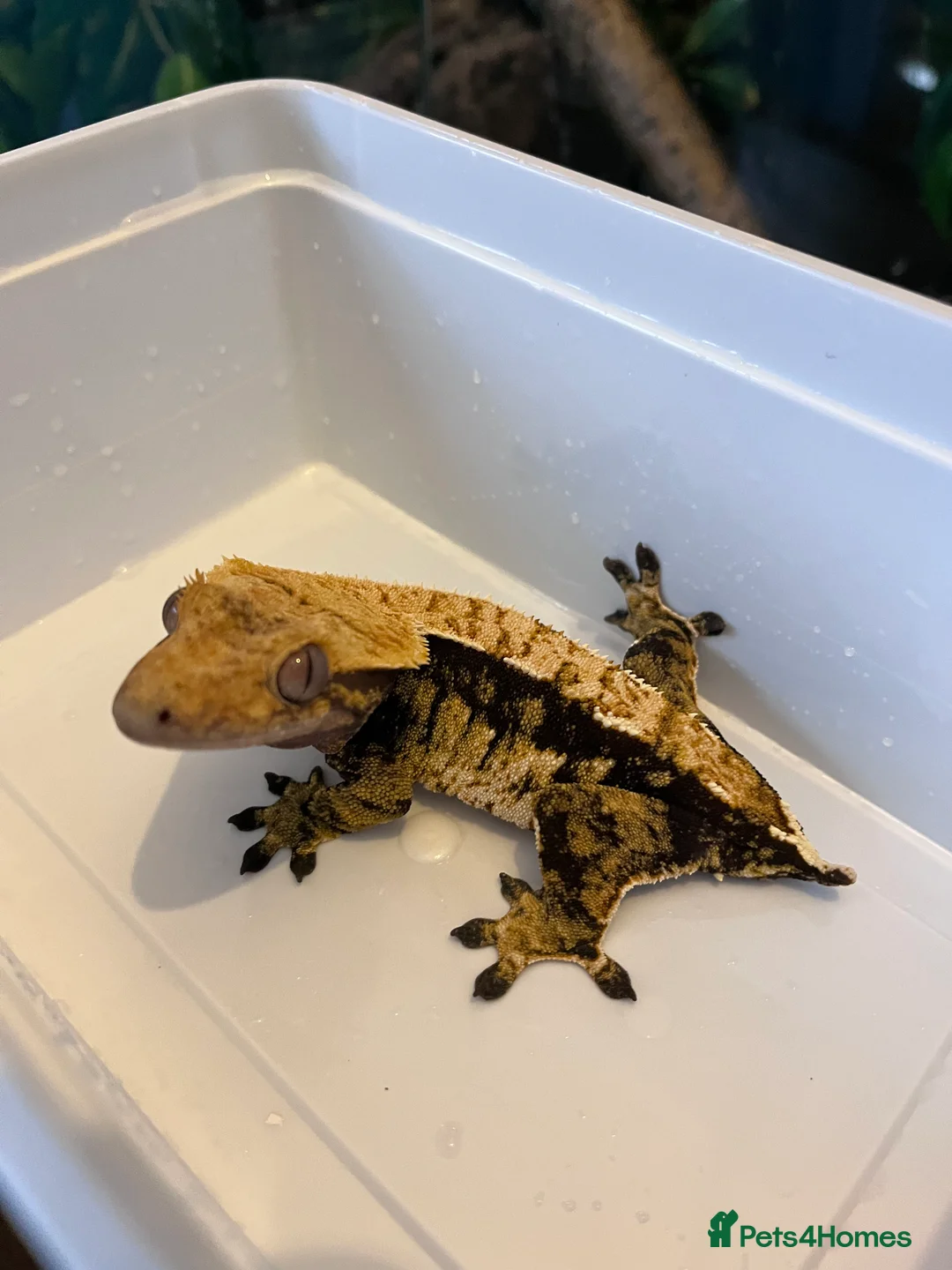 Gecko reptiles for sale: Crested geckos for sale  - Advert 3