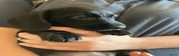 Mixed Breed dogs for sale: Gorgeous cheeky daxi x pups  - Advert 4