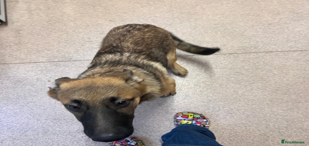 Gallery Image {{count}}