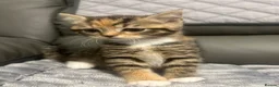 British Shorthair cats for sale: British shorthair kittens - Advert 8