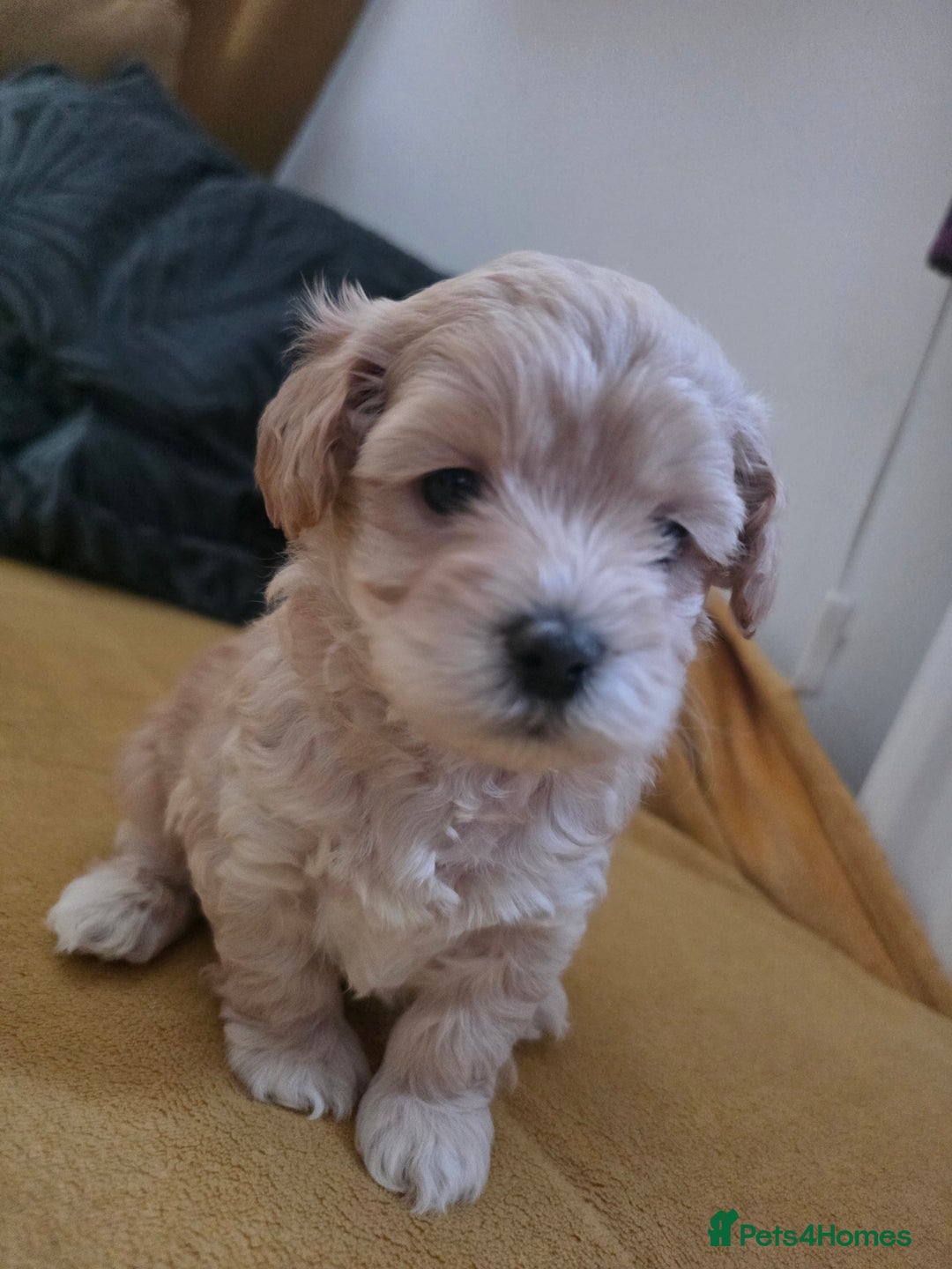 Maltipoo dogs for sale: F1 Maltipoo for sale  - Advert 2