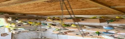 Budgerigars birds for sale: Budgies for sale.  - Advert 1