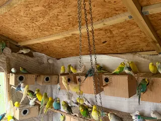 Budgerigars birds Budgies for sale. - Advert 1