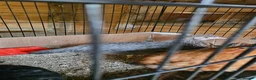 Mixed Breed poultry for sale: 3 x hens near point of lay  - Advert 8