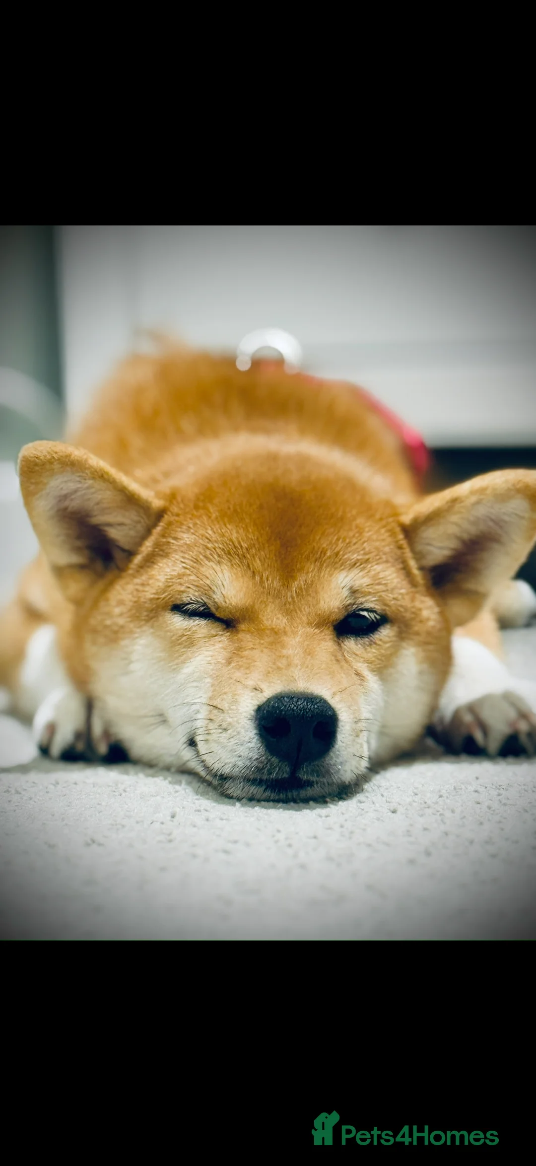 Japanese Shiba Inu dogs for sale: KCI Registered Full Pedigree Shiba Inu Champ - Advert 3