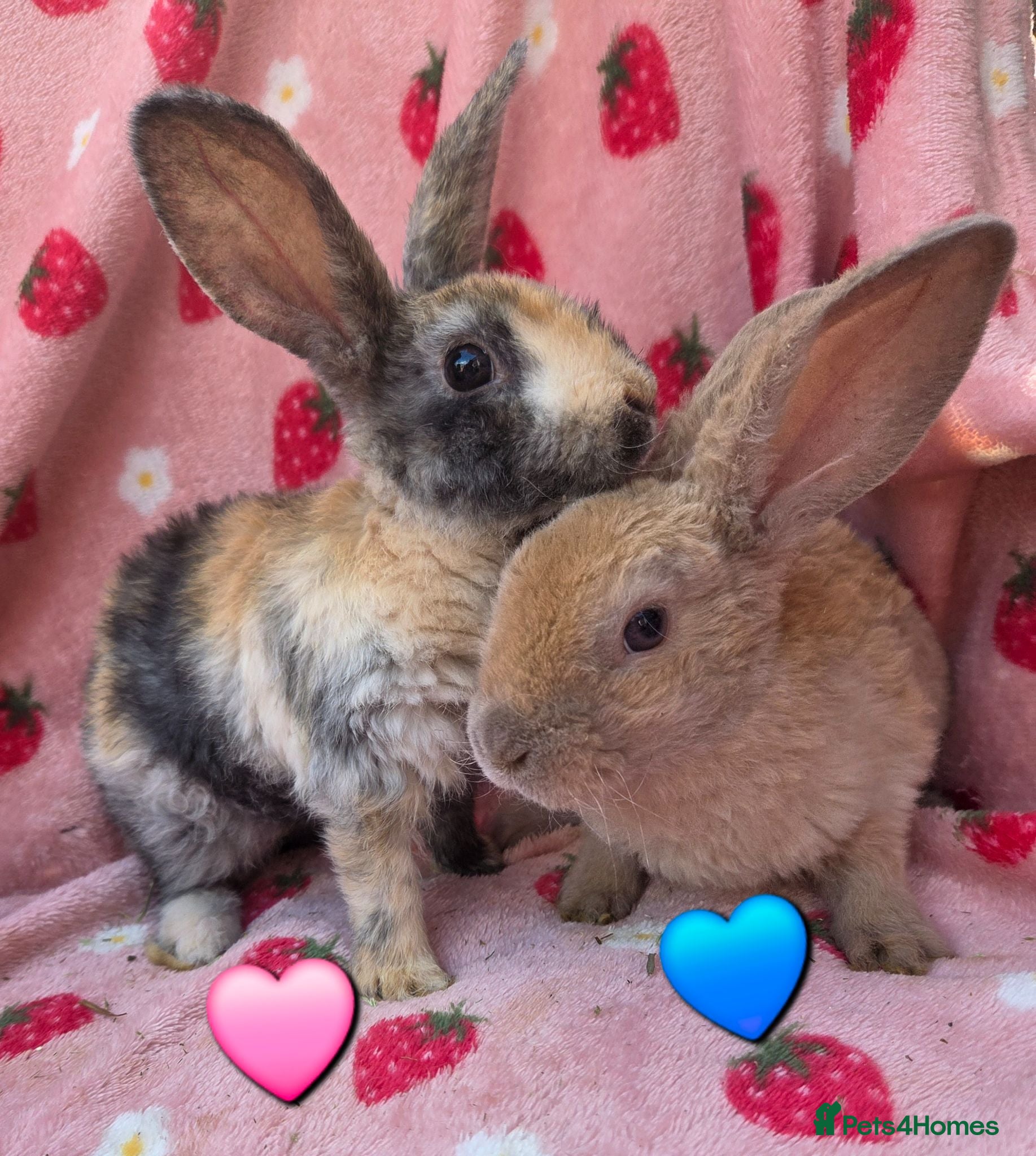 Rex rabbits Last 2 🩷💙 Saught after Curly Astrex bunnies - Advert 1