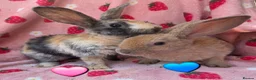 Rex rabbits for sale: Last 2 🩷💙 Saught after Curly Astrex bunnies - Advert 1