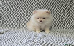 Pomeranian dogs for sale: KC outstanding puppies lilac tan lavender chocolat - Image 8