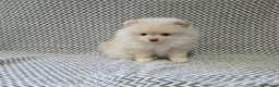 Pomeranian dogs for sale: Last boy left teddy bear face  - Advert 14