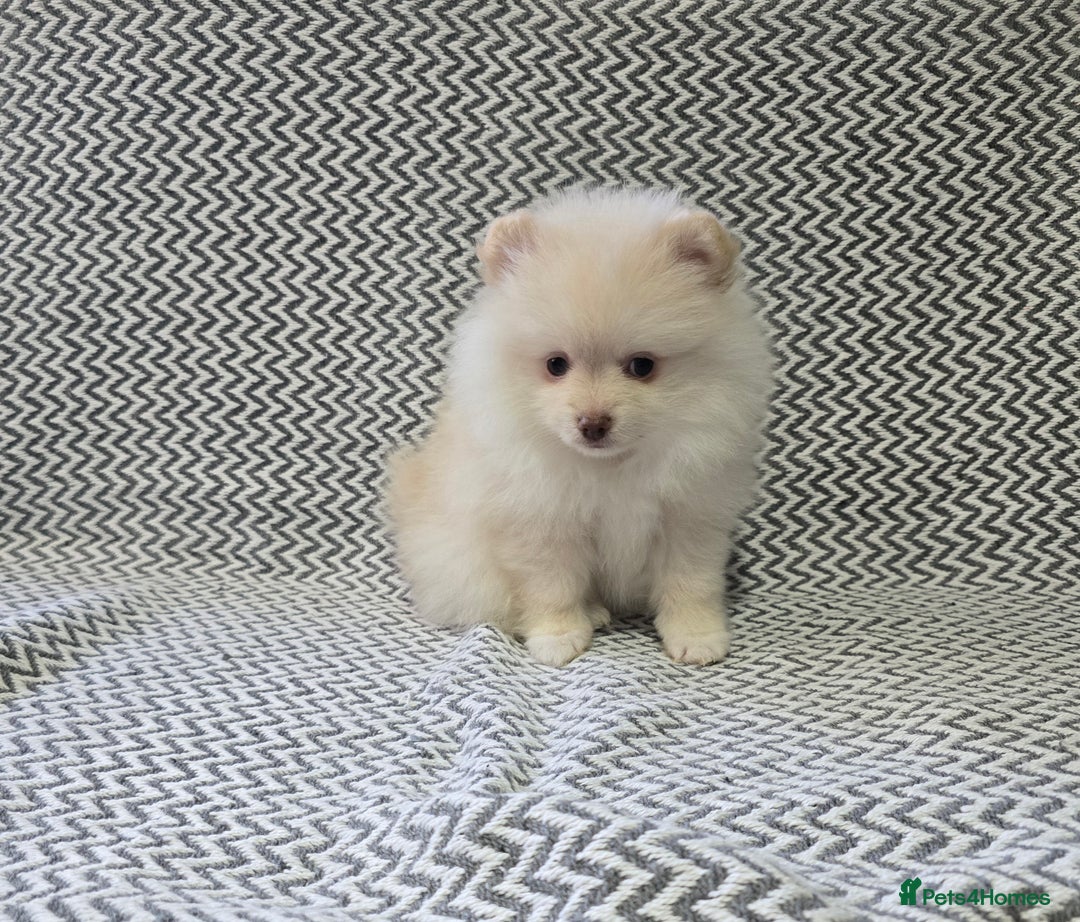 Pomeranian dogs for sale: KC outstanding puppies lilac tan lavender chocolat - Image 8