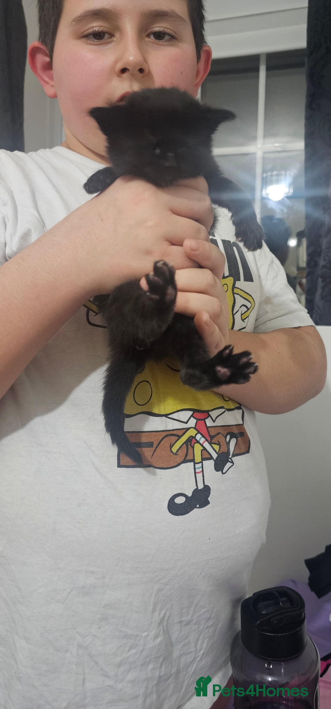 American Shorthair cats for sale: Sweet cats  - Advert 13