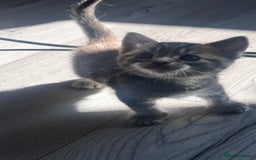 Mixed Breed cats for sale: 3 beautiful baby’s looking for their loving home  - Image 15