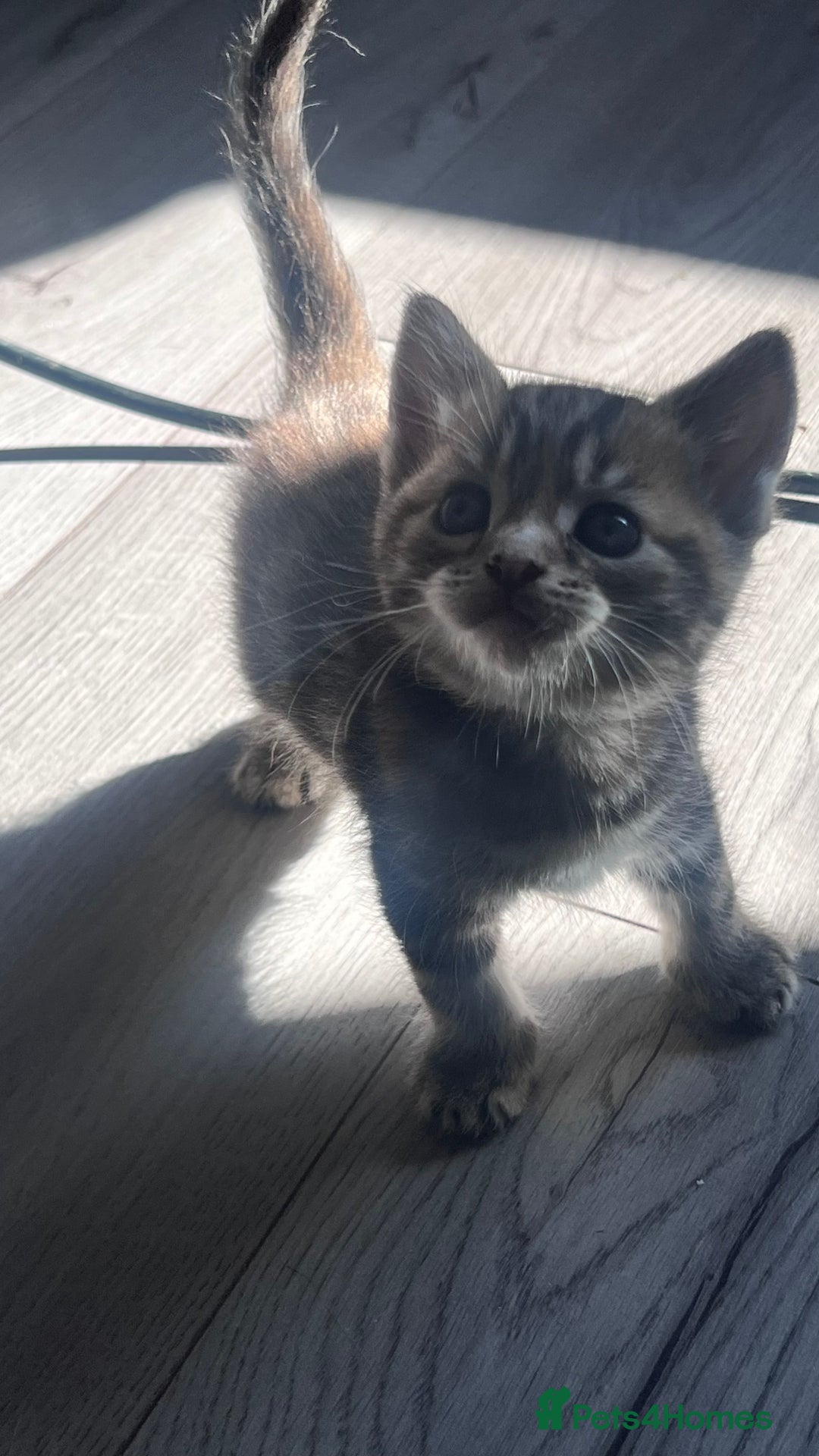 Mixed Breed cats for sale: 3 beautiful baby’s looking for their loving home  - Image 15