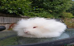 Lionhead rabbits for sale: Pure bred double maned lionhead girl - Image 10