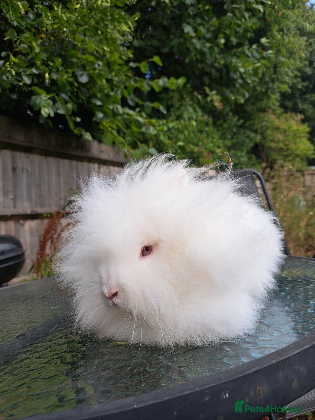 Lionhead rabbits for sale: Pure bred double maned lionhead girl - Image 10