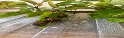Snails invertebrates for sale: Juevenile Giant African land snails for sale in Letchworth Garden City - Advert 2