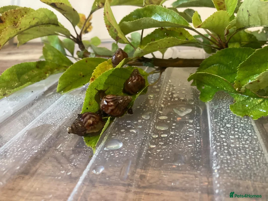 Snails invertebrates for sale: Juevenile Giant African land snails for sale in Letchworth Garden City - Advert 2