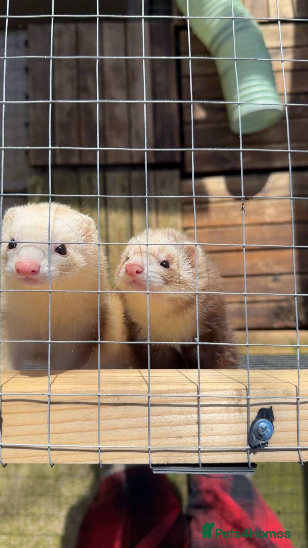 Ferret rodents     3 Female Ferrets to Rehome - Advert 2