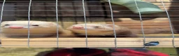 Ferret rodents for sale:     3 Female Ferrets to Rehome in Stourbridge - Advert 1
