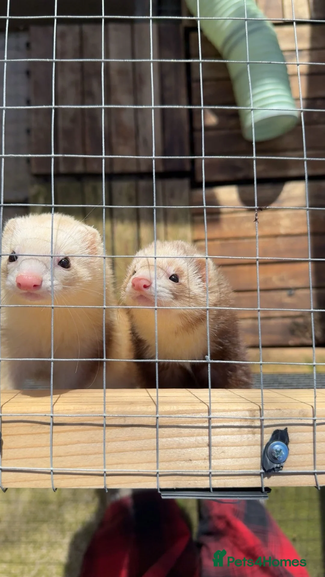 Ferret rodents for sale:     3 Female Ferrets to Rehome in Stourbridge - Advert 1