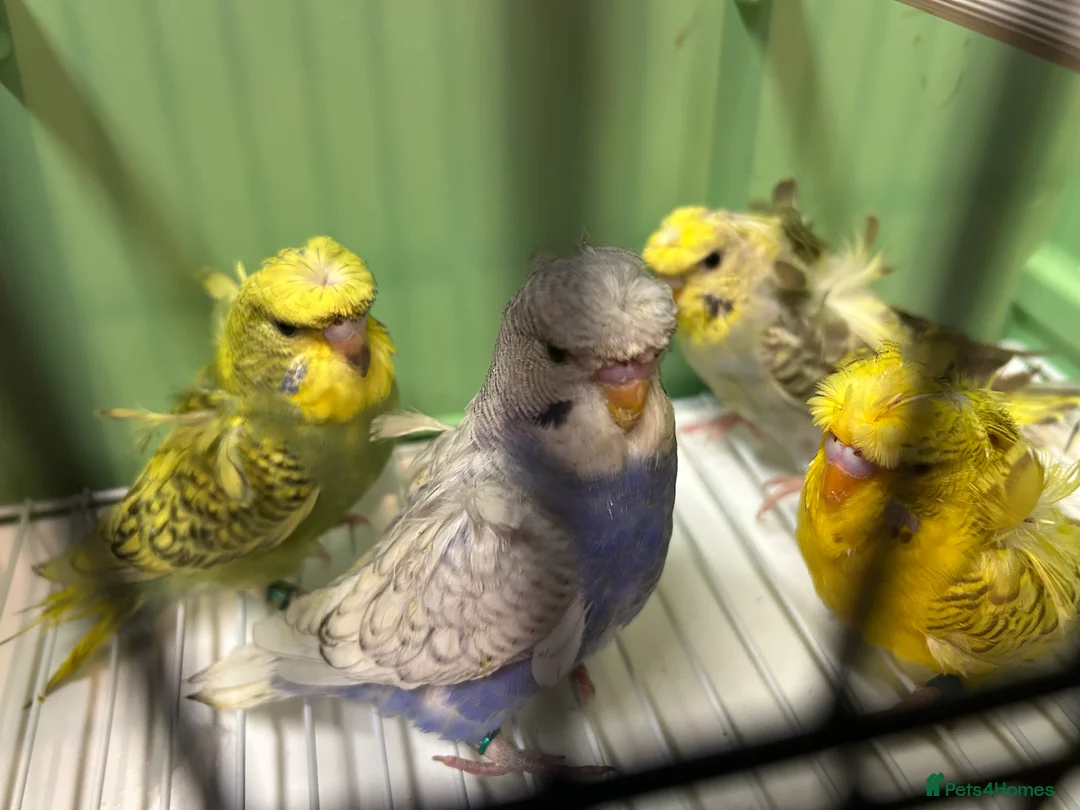 Budgerigars birds for sale: Helicopter/Hagoromo budgies for sale, good health - Advert 10