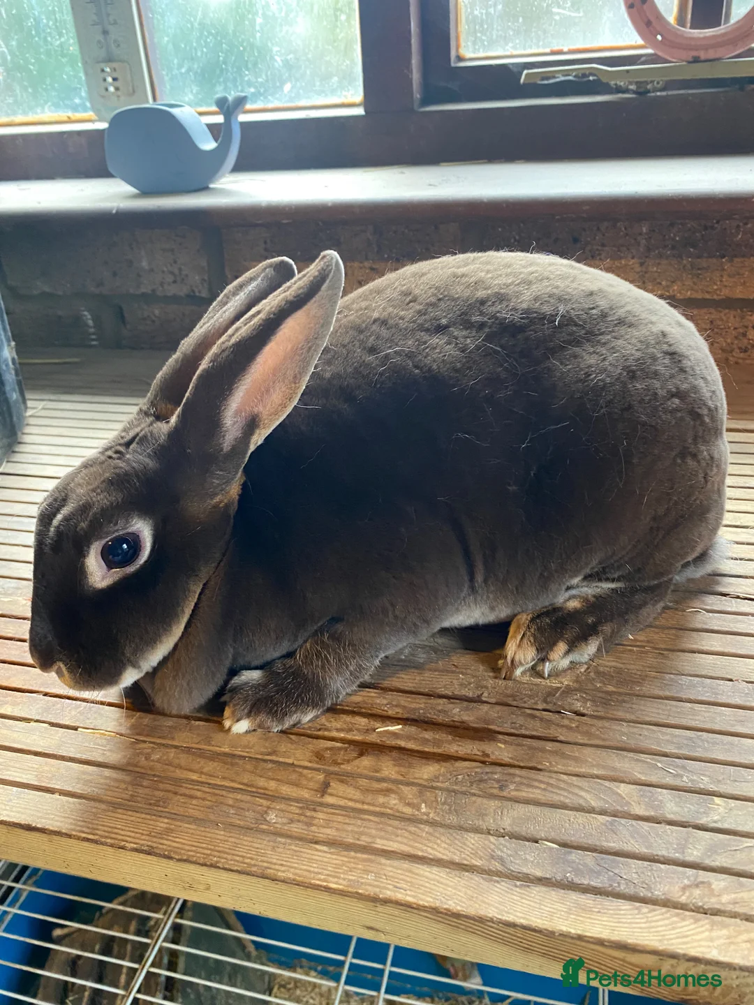 Guinea Pig rodents for sale: Beautiful, Well Handled Mini Rex Doe - Advert 1