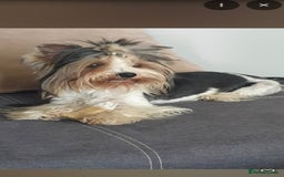 Biewer Terrier dogs for sale: Last girl Pure Biewer yorkshire terrier  - Image 6