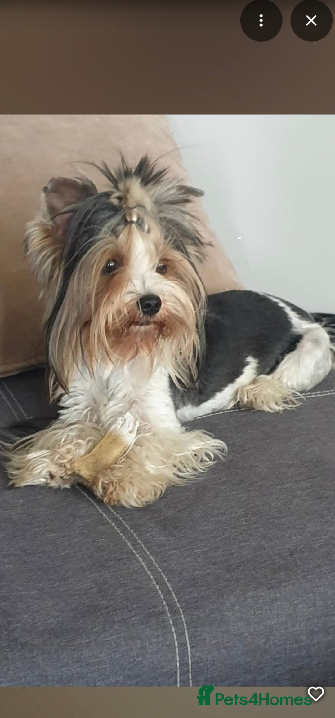 Biewer Terrier dogs for sale: Last girl Pure Biewer yorkshire terrier  - Image 6