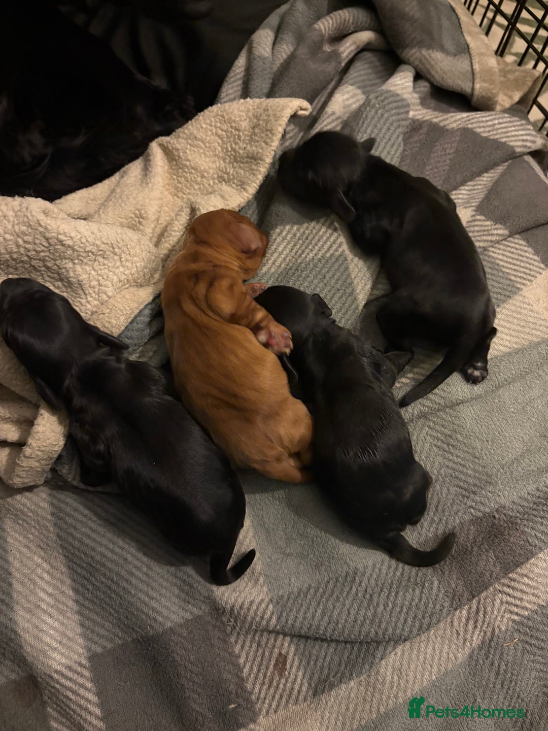 Cocker Spaniel dogs for sale: Cocker Spaniel pups for sale - Image 1