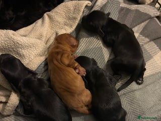 Cocker Spaniel dogs for sale - Advert 1