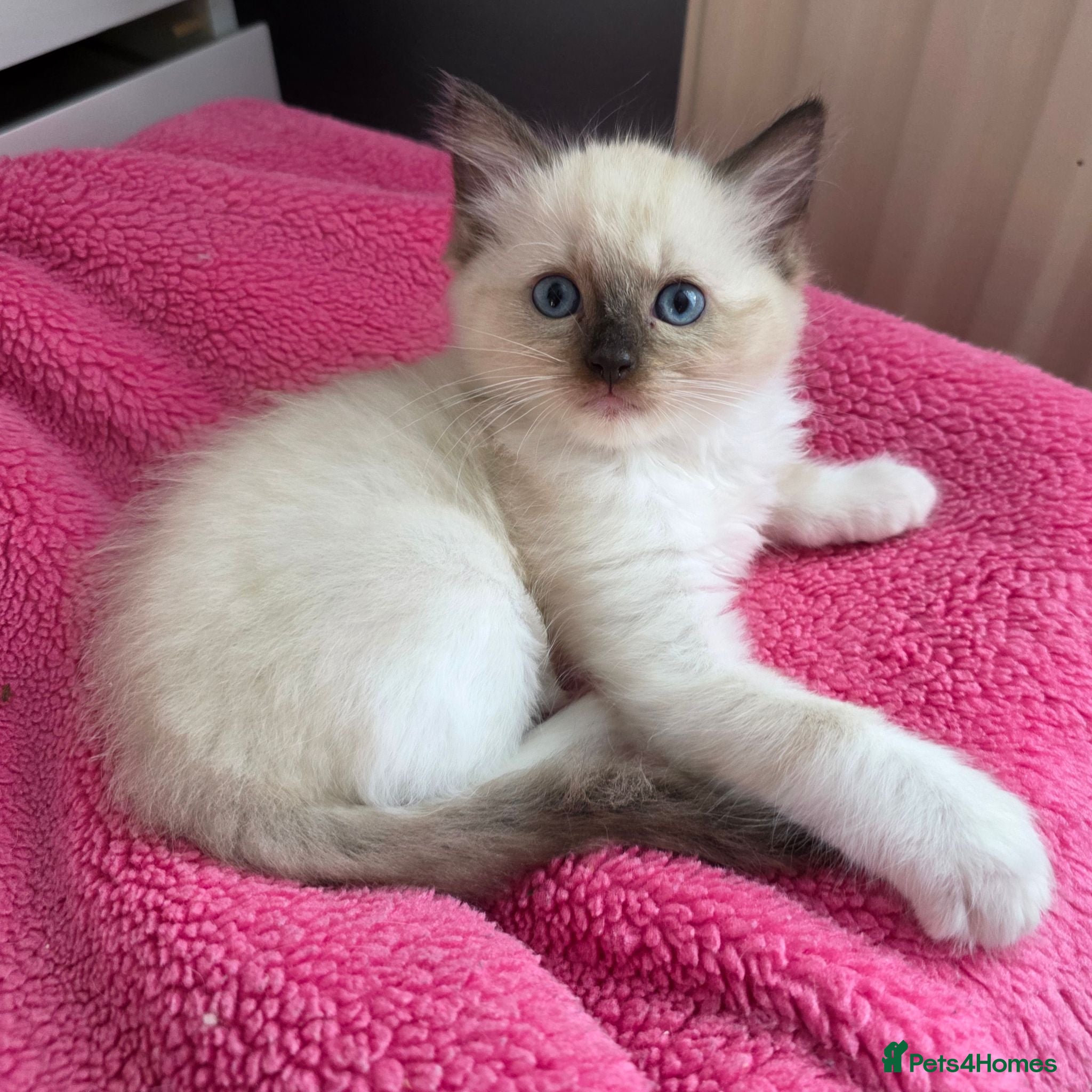 Ragdoll cats Pure Ragdolls kittens, 1 male available 💎🐯😺 - Advert 1