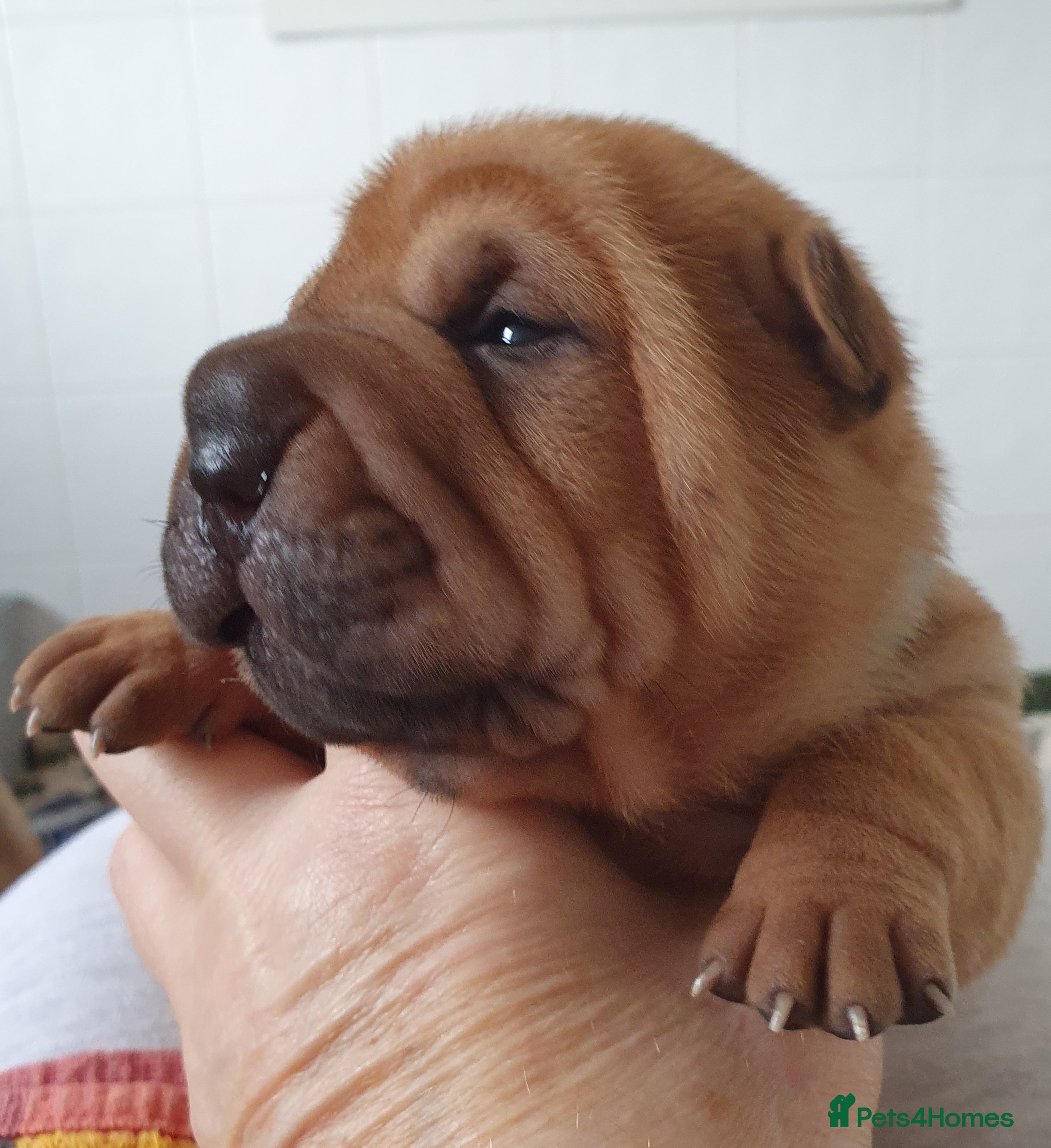 Shar Pei dogs Shar pei puppies  - Advert 5