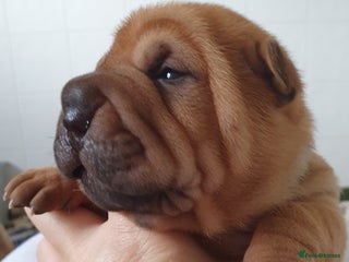 Shar Pei dogs Shar pei puppies - Advert 3