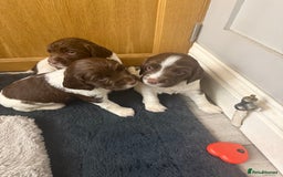 English Springer Spaniel dogs for sale: ENGLISH SPRINGER SPANIEL - Image 5