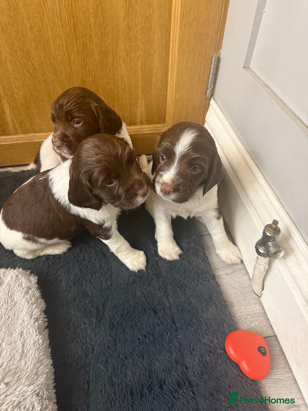 English Springer Spaniel dogs for sale: ENGLISH SPRINGER SPANIEL - Image 5
