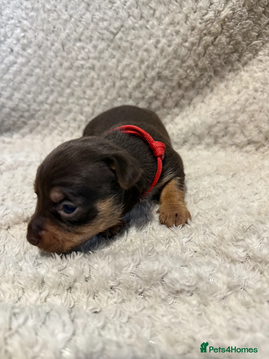 Jack Russell dogs for sale: Stunning Litter of Chocolate Jack Russell Puppies. - Advert 11