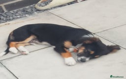 Mixed Breed dogs for sale: Border collie x bichon fries  - Image 3
