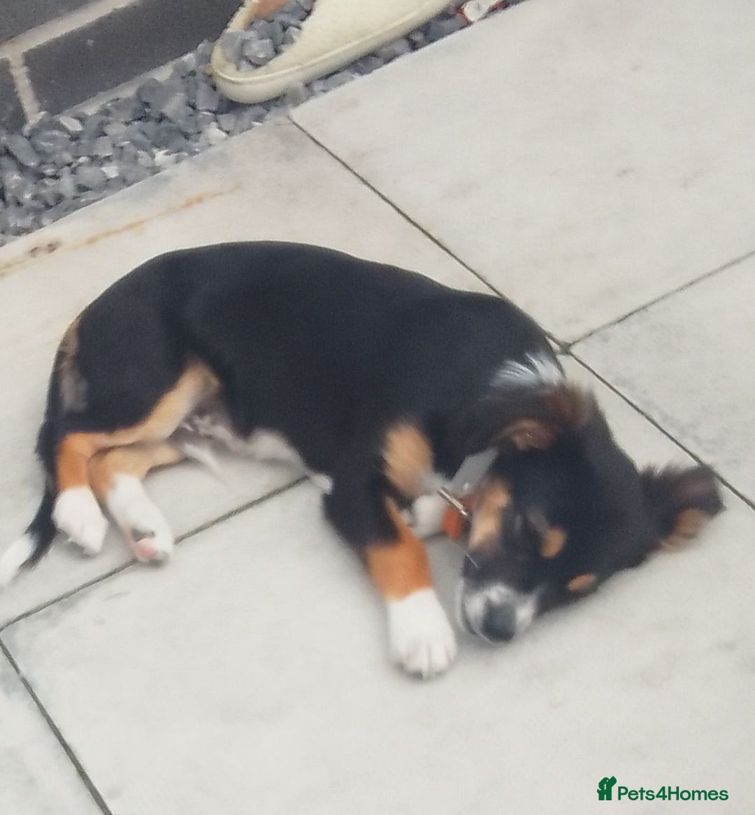 Mixed Breed dogs for sale: Border collie x bichon fries  - Image 3
